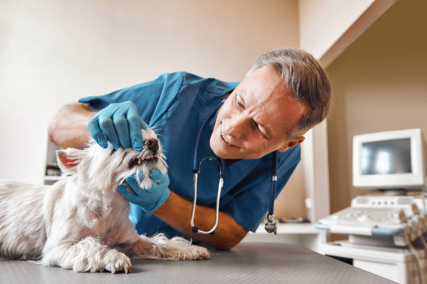 Best Emergency X-Rays and Diagnostics in Rowlett, TX